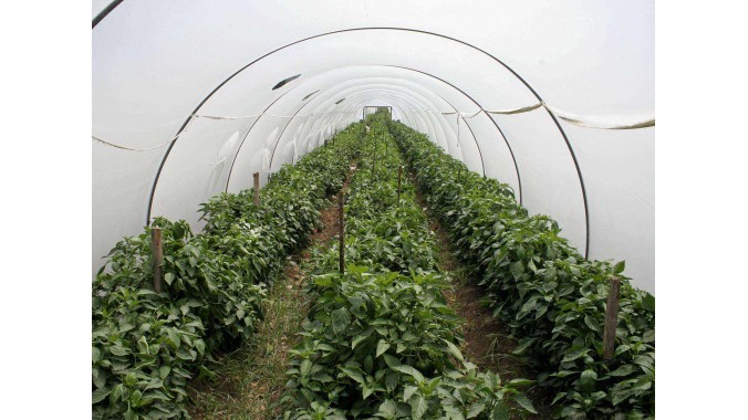 Tunnel Style Greenhouse